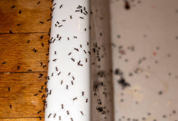 Best Pest Prevention Services  in Richnd, MO
