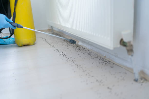 Best Termite Control Services  in Richnd, MO