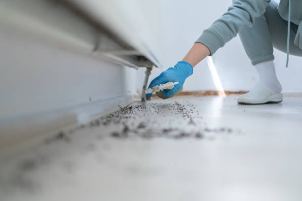 Best Mosquito Control Services  in Richnd, MO